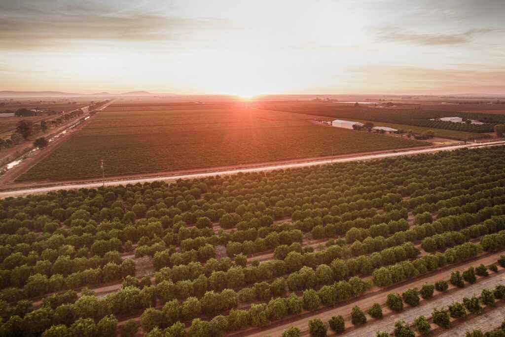 Aerial view of neatly arranged rows of crops in a large agricultural field at sunrise, with the sun low on the horizon and a road running through the landscape.