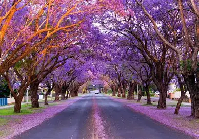 A road lined with tall trees covered in purple blossoms, with fallen petals coloring the street and sidewalks. The branches create a tunnel-like canopy over the road.
